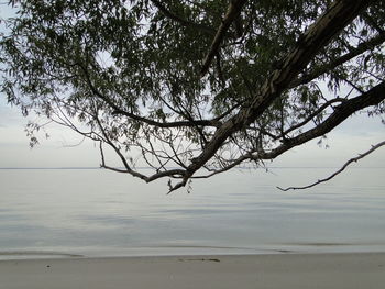 Tree by sea against sky