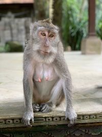 Portrait of monkey sitting looking away