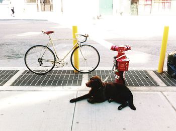 Dog tied on fire hydrant near bicycle parked on footpath