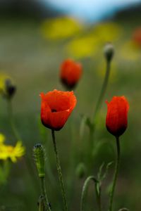 Close-up of red poppy on field