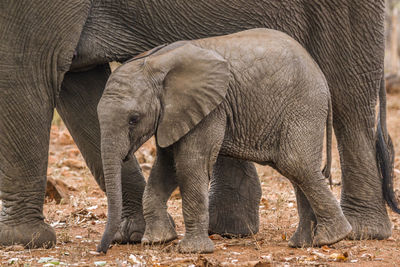 Side view of elephant