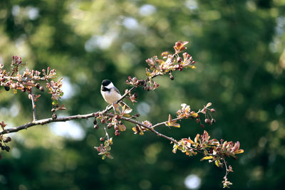 Close-up of bird perching on tree