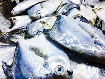 Close-up of fish for sale in market