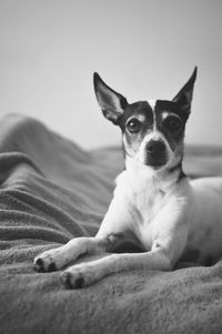 Portrait of dog lying on bed at home