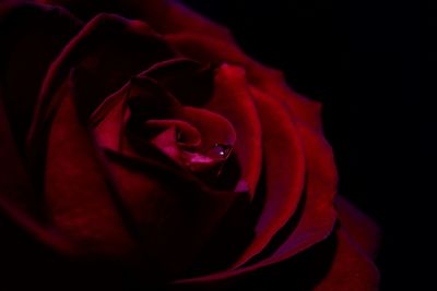 Close-up of pink rose against black background