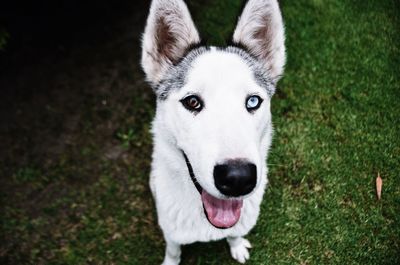 High angle portrait of a dog