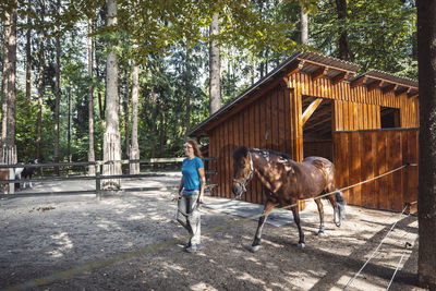 Rear view of man riding horse in forest