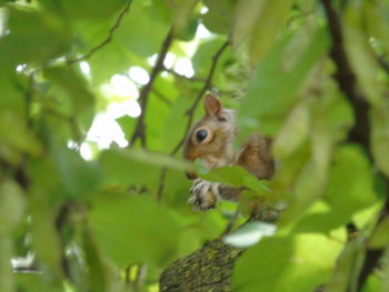 Close-up of a squirrel on tree