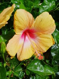 Close-up of hibiscus blooming outdoors