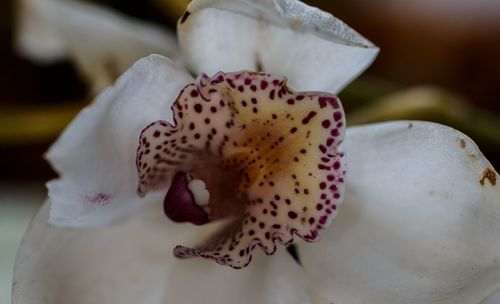 Close-up of white orchid flower