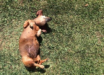 High angle view of dog lying on field