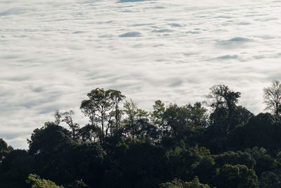 High angle view of trees against sky