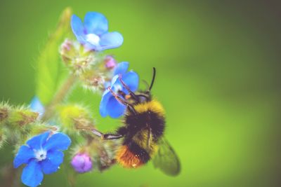 Close-up of bee on purple flower