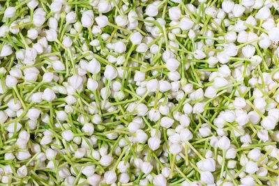 Full frame shot of white flowering plants