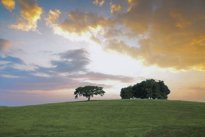 Trees on field against sky during sunset