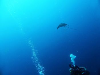 Jellyfish swimming in sea