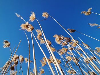 Low angle view of flowering plants against blue sky