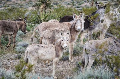 Desert burro family  standing in desert with cacti