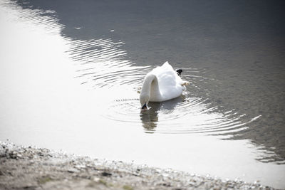 Swan swimming in lake