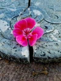 Pink flower with water drops