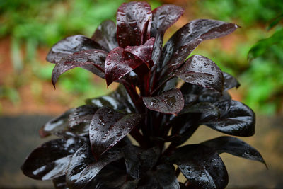 Close-up of raindrops on leaves