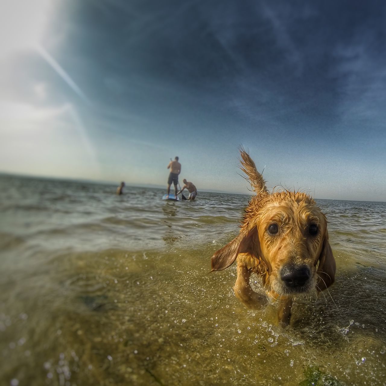 dog, animal themes, domestic animals, mammal, pets, water, one animal, sea, beach, sky, horizon over water, shore, two animals, nature, cloud - sky, day, canine, sand, wet, outdoors