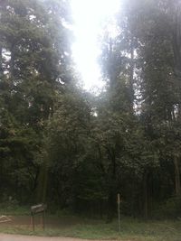 Trees growing in park