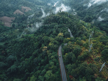 High angle view of trees in forest