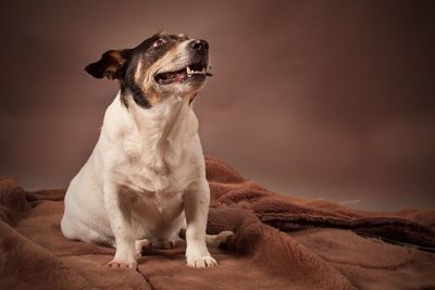 Dog looking away while sitting on floor