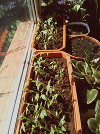 High angle view of potted plants