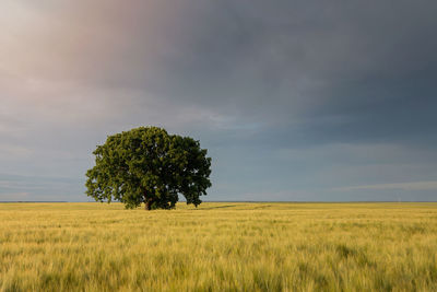 Scenic view of agricultural field against sky