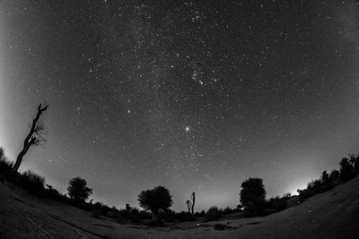 Low angle view of trees at night