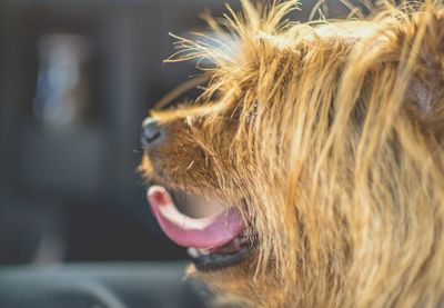 Side view of brown hairy dog