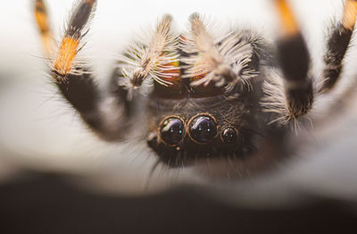 Close-up of spider