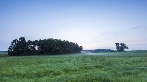 Trees on field against sky