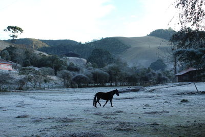 Horse standing in a field