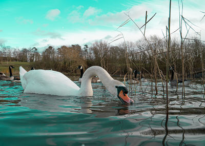 Swans swimming in lake