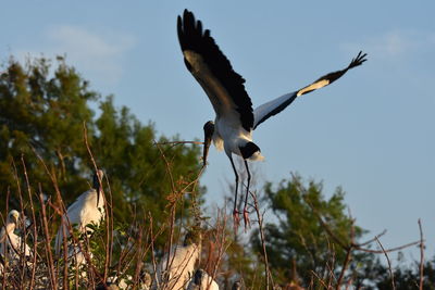 Low angle view of bird flying against sky