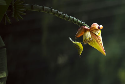 Close-up of yellow flowering plant