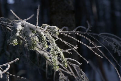 branch