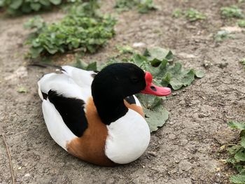 High angle view of duck