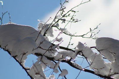 Low angle view of cherry blossom against clear sky