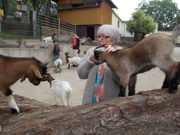 Senior woman petting goat