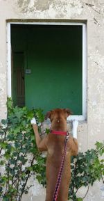 Rear view of dog on house window