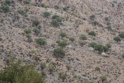 High angle view of trees on land