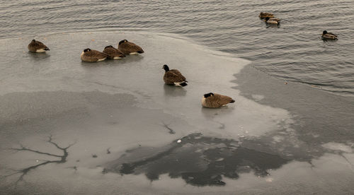 High angle view of ducks swimming in sea