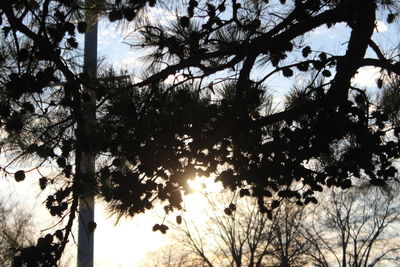 Low angle view of trees against sky