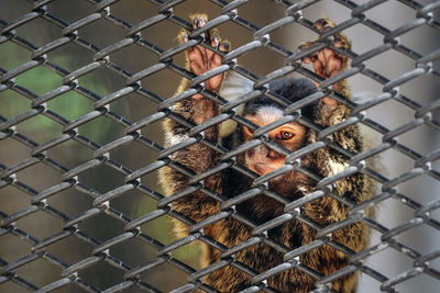 Common marmoset in coop.