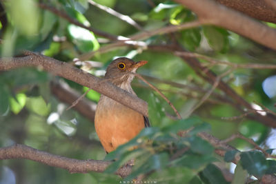 Close-up of bird perching on tree