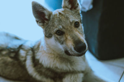 Close-up portrait of a dog